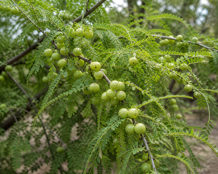 Amla Indian Gooseberry Phyllanthus Emblica Green Fruits on Branch with Feathery Leaves &ndash; Ayurvedic Medicinal Fruit Concept