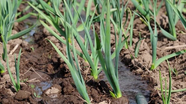Watering garlic rows with a garden hose. Close-up of water filling irrigation furrows in a green vegetable garden