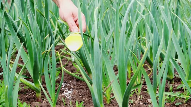 Farmer hands fertilizing garlic with nitrogen granules. Close-up of manual fertilization process in spring garden