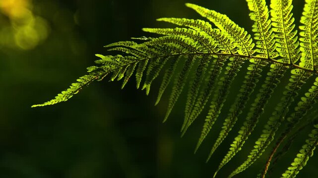 Sunlight illuminates a vibrant green fern leaf in a lush forest setting.
