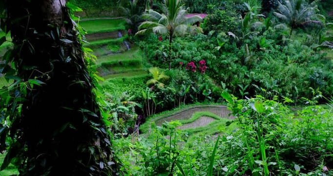 Tree Trunk with Lush Tropical Vines Overlooking Rice Terraces in Bali, Indonesia | Scenic Nature Landscape 4K