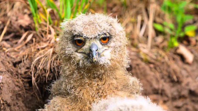 Young eagle owl chick with fluffy downy feathers looking forward.