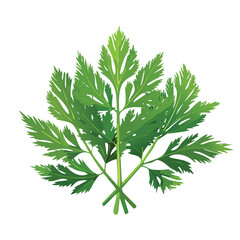 Fototapeta premium Fresh green parsley leaves on white background for culinary and design