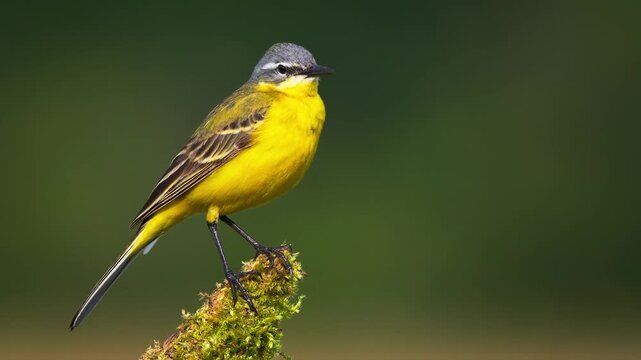 Yellow wagtail bird perched on mossy branch with blurred green background.