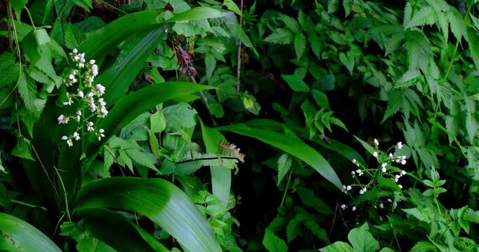 Lush Tropical Green Foliage with White Wildflowers | Bali Rainforest Vegetation, Indonesia 4K
