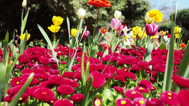 Colourful Terry Tulips and Red Bellis perennis English daisy. Flowerbed lawn design. Tulip Tulipa plant Lily Liliaceae. Cultivars like Bellissima Red Pomponette are popular for double red flowers