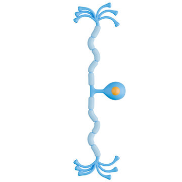3D Pseudo Unipolar Neuron with Myelin Sheath Illustration.