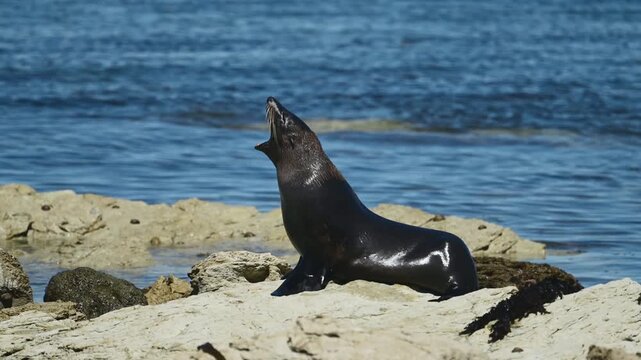 New Zealand fur seal - Arctocephalus forsteri, An eared seal (family Otariidae) resting on rocky coastal outcrops in New Zealand