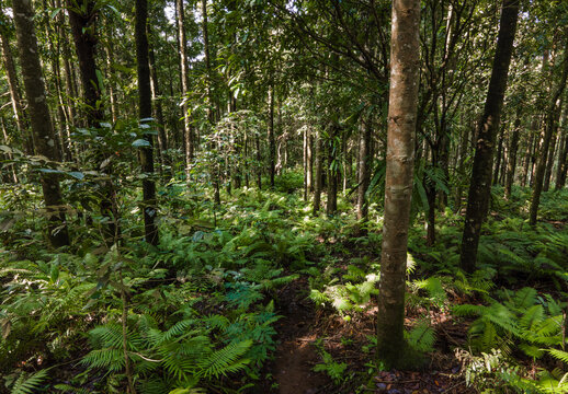 Aerial View of Damar Resin Tree Forest with Dense Fern and Orchids in Morning Light, Tropical Biodiversity Landscape. Perfect for environmental storytelling, and corporate sustainability visuals.