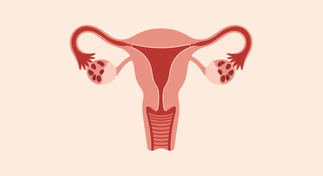 Anatomical illustration of the human female reproductive system, highlighting the uterus, ovaries, and fallopian tubes