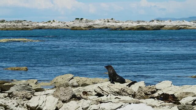 New Zealand fur seal - Arctocephalus forsteri, An eared seal (family Otariidae) resting on rocky coastal outcrops in New Zealand
