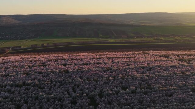 Aerial drone shot of a dense almond orchard during the spring blooming season. Pink and white blossoms are bathed in the soft, golden glow of a late afternoon sun