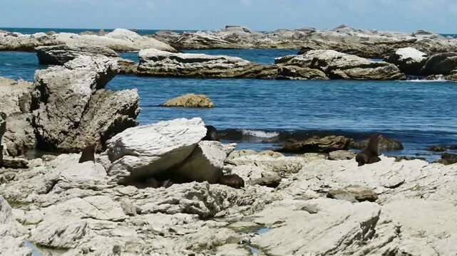 New Zealand fur seal - Arctocephalus forsteri, An eared seal (family Otariidae) resting on rocky coastal outcrops in New Zealand