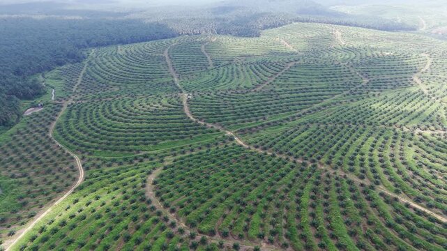 Palm oil plantation agriculture aerial view