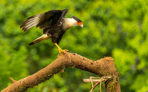 adulter Schopfkarakara (Caracara plancus)
