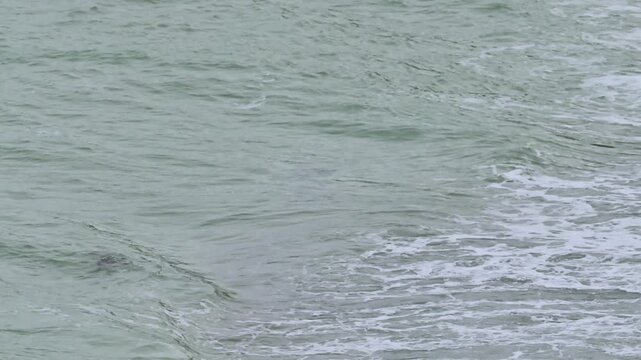 Rotating aquatic animal moving in nearshore wave action at the water&rsquo;s edge