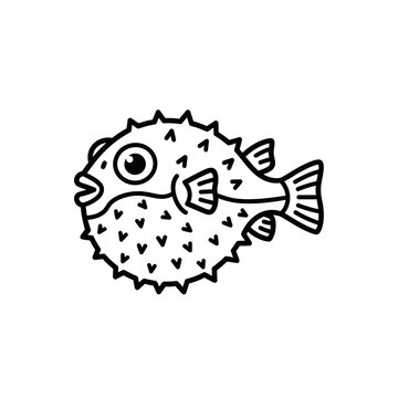 Puffed up puffer fish side view.