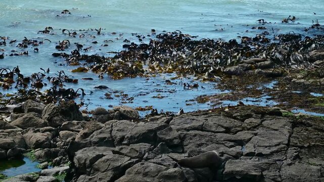 New Zealand fur seal - Arctocephalus forsteri, Animals in the water among brown algae