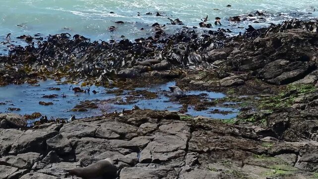 New Zealand fur seal - Arctocephalus forsteri, Animals in the water among brown algae