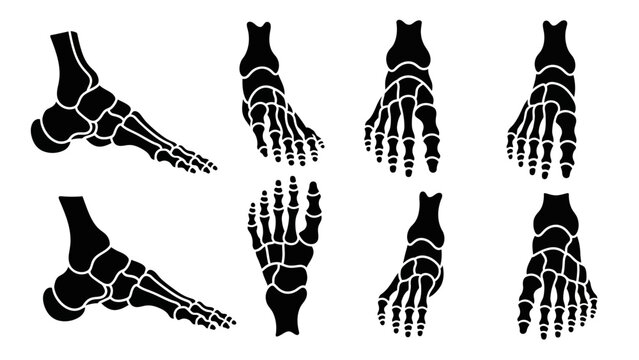 Anatomical Foot Skeleton Icons, Multiple Views