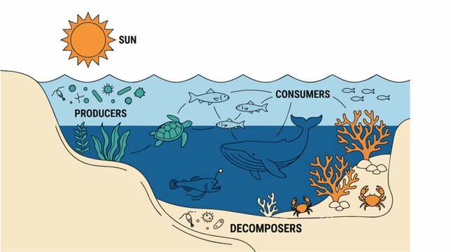 Ocean Ecosystem Depiction with Producers Consumers and Decomposers.