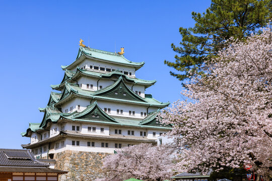 満開の桜と城
