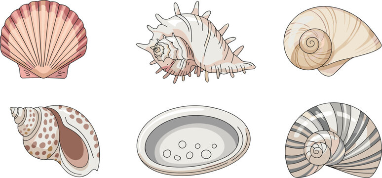 Collection of detailed vector seashell icons featuring scallop murex and spiral conch shells for summer beach and marine designs