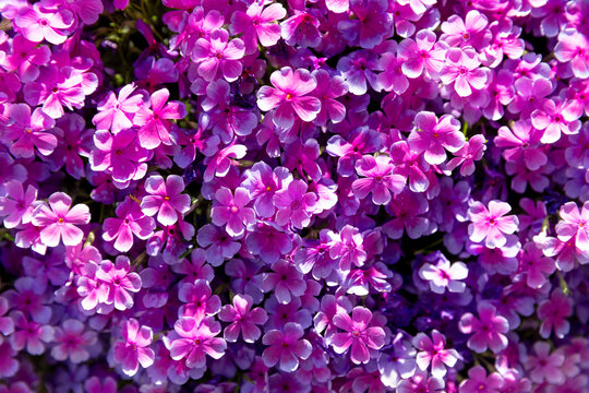 a spring flowers wallpaper background