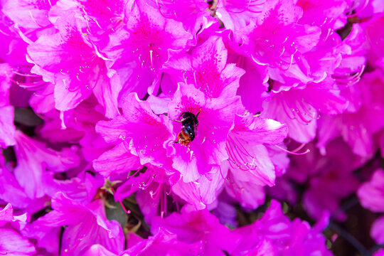a bumblebee in a flower background