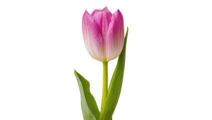 Fototapeta premium Single pink tulip with green leaves, isolated on transparent background