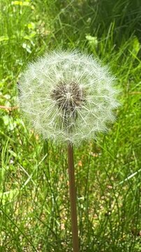 Dreamy dandelion clock with soft bokeh lights