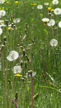 Cinematic nature scene with dandelions in wild forest