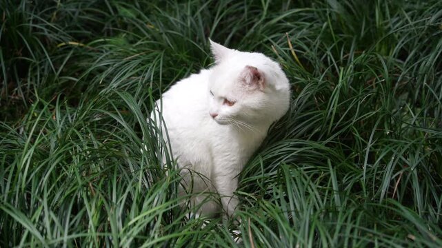 Close up of a white cat sitting on green grass