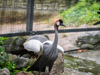 Fototapeta premium South African Cranes in Their Natural Habitat