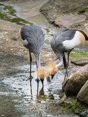 Obraz premium South African Cranes in Their Natural Habitat