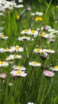 Field of fresh daisies moving in the wind during a sunny summer day