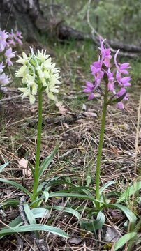Beautiful purple salep orchid plant growing on the wild forest floor