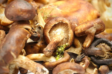 Fototapeta premium Closeup image of Uyen isolated on white background.Shiitake mushroom (Lentinula edodes) often dried and used in Manipuri cuisine for dishes like Eromba (chutney) and Kanghou (stir-fry).