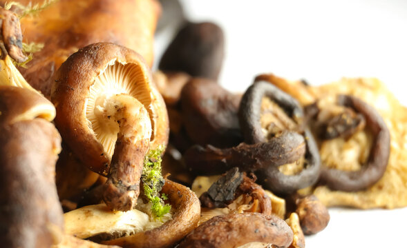 Closeup image of Uyen isolated on white background.Shiitake mushroom (Lentinula edodes) often dried and used in Manipuri cuisine for dishes like Eromba (chutney) and Kanghou (stir-fry).