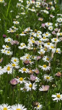 Vertical nature footage of wild chamomile flowers in a sunny meadow