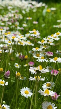 Close up macro shot of beautiful daisies blooming in a green field