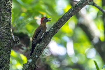 Fototapeta premium The mangrove pitta is a species of pitta that lives in mangrove forests.