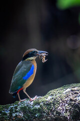 Fototapeta premium The mangrove pitta is a species of pitta that lives in mangrove forests.