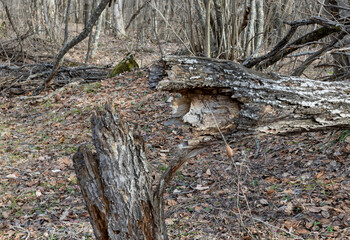 Obraz premium Natural damage to wood and shrubs, along with human-induced damage to green spaces