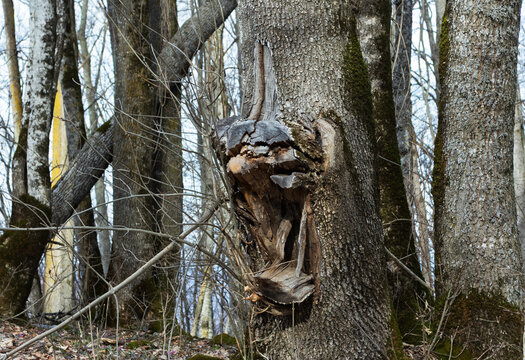 Natural damage to wood and shrubs, along with human-induced damage to green spaces