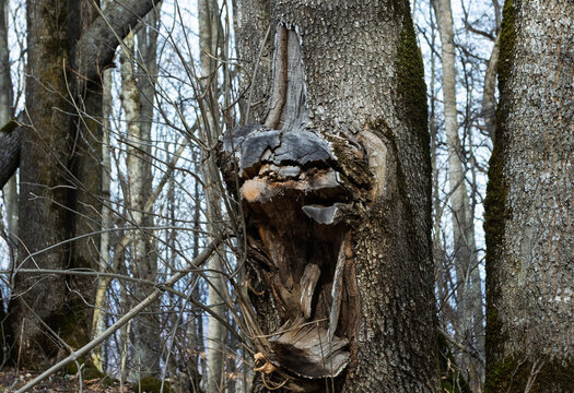 Natural damage to wood and shrubs, along with human-induced damage to green spaces