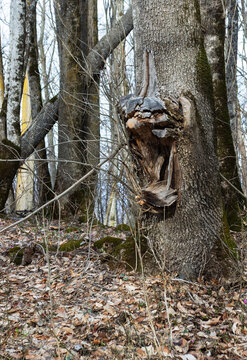 Natural damage to wood and shrubs, along with human-induced damage to green spaces