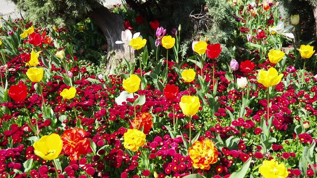 Colourful Terry Tulips and Red Bellis perennis English daisy. Flowerbed lawn design. Tulip Tulipa plant Lily Liliaceae. Cultivars like Bellissima Red Pomponette are popular for double red flowers