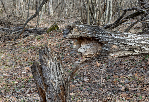 Natural damage to wood and shrubs, along with human-induced damage to green spaces