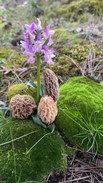 Wild morel mushrooms next to salep orchids